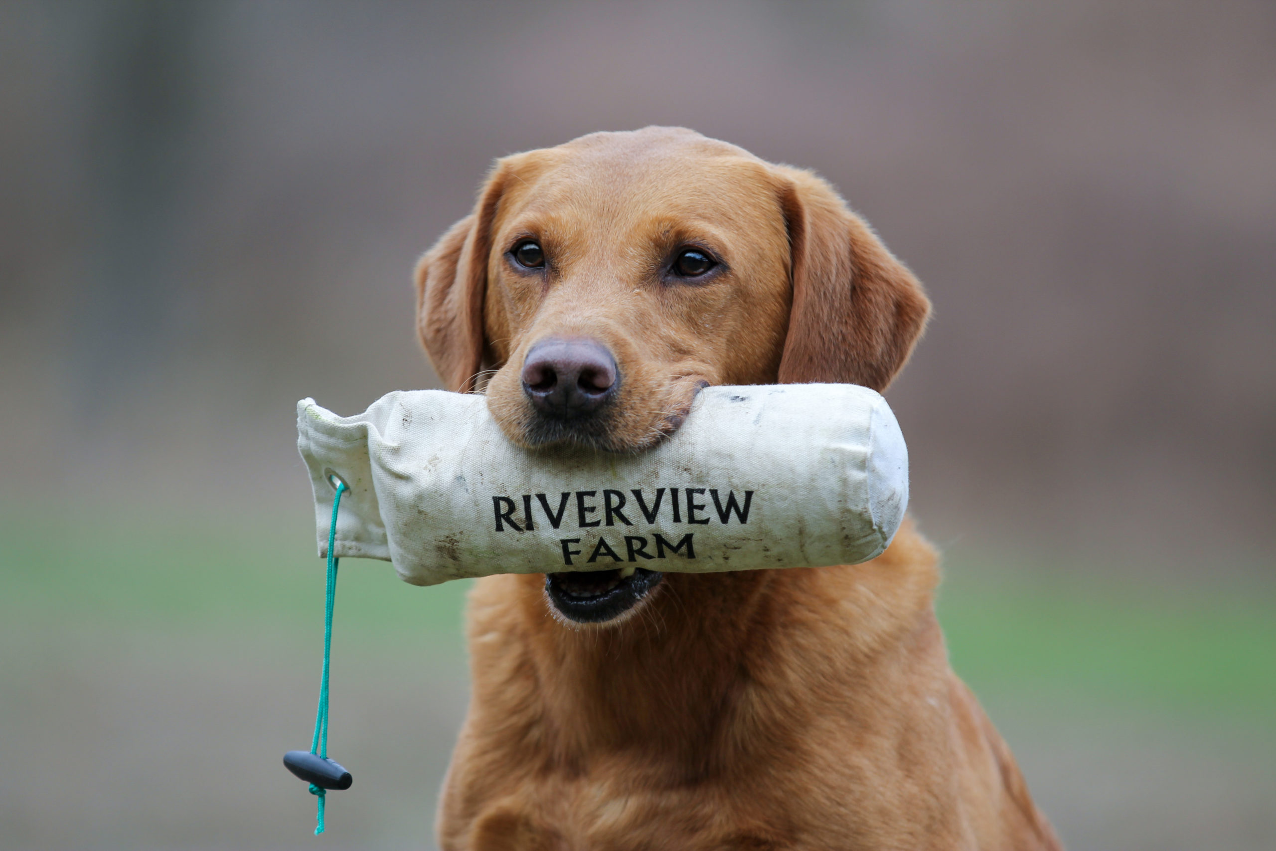 FTCh Balmuir Replay Of Cairngryffe | Yellow Labrador Retriver