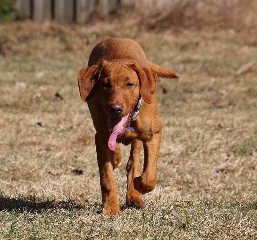 2xWSD Semko's Ridge Cutting Edge CGC TKN BCAT | Yellow Labrador Retriver