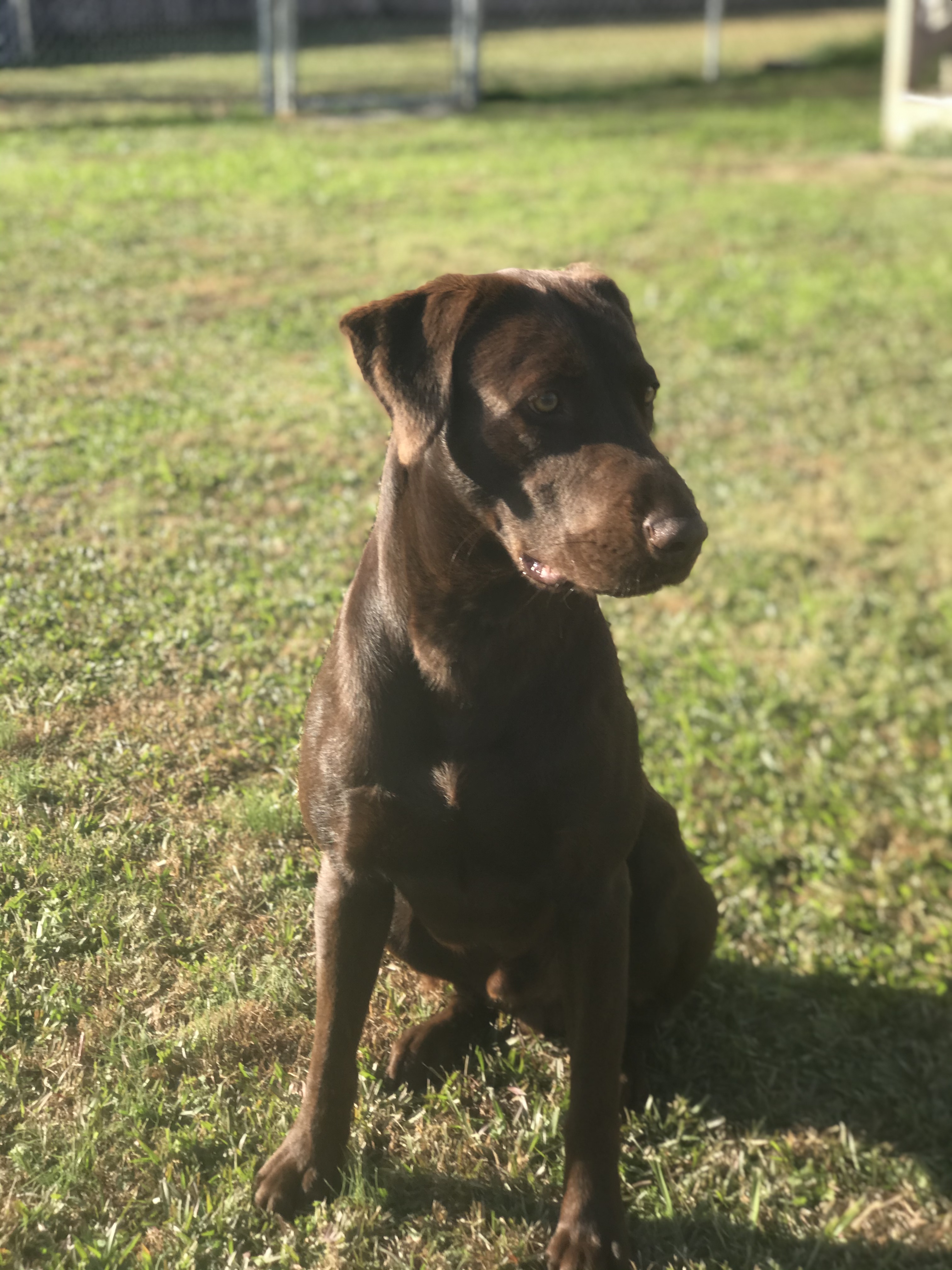 Hershey Chaco-Latte Brewer | Chocolate Labrador Retriver