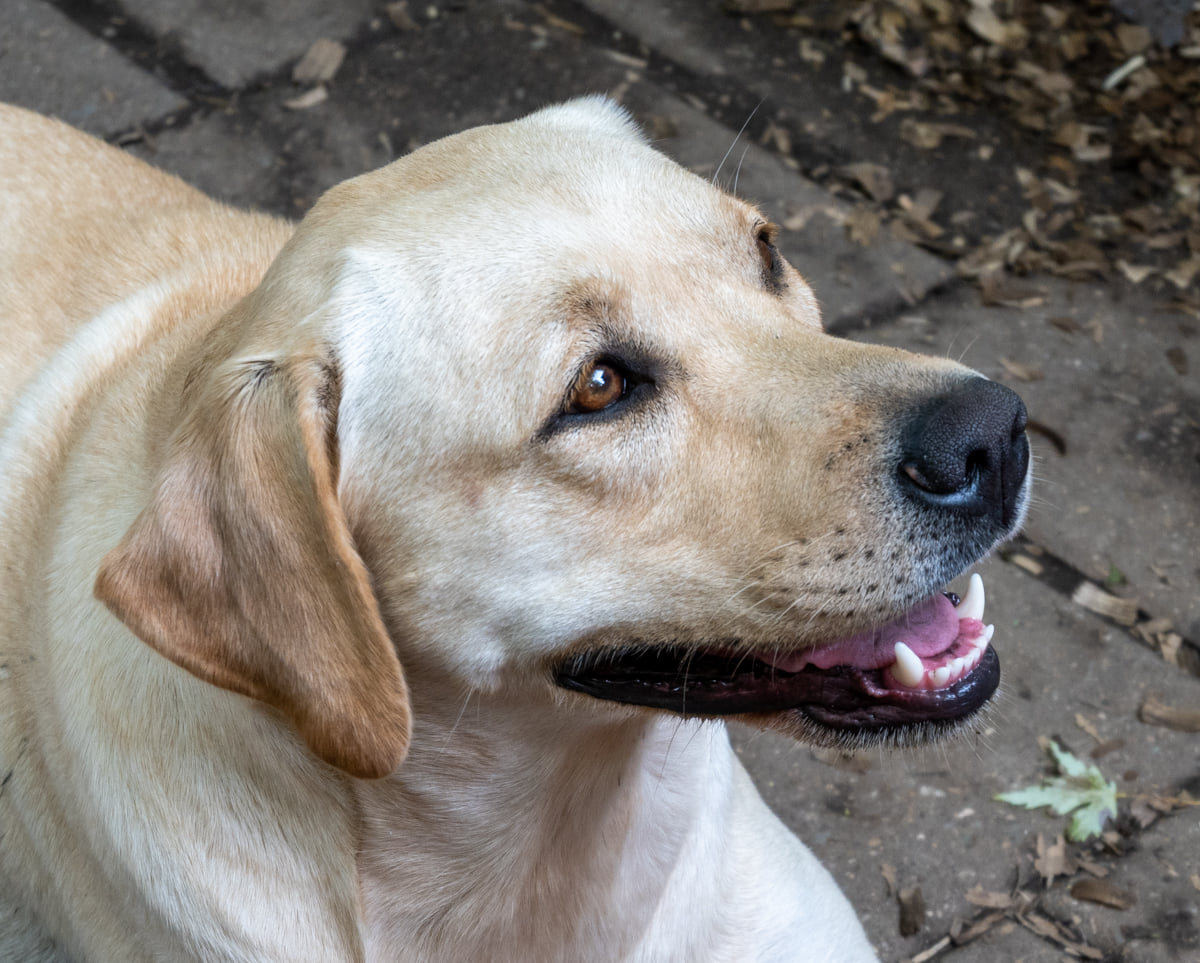 Kerrybrook's Penrith | Yellow Labrador Retriver