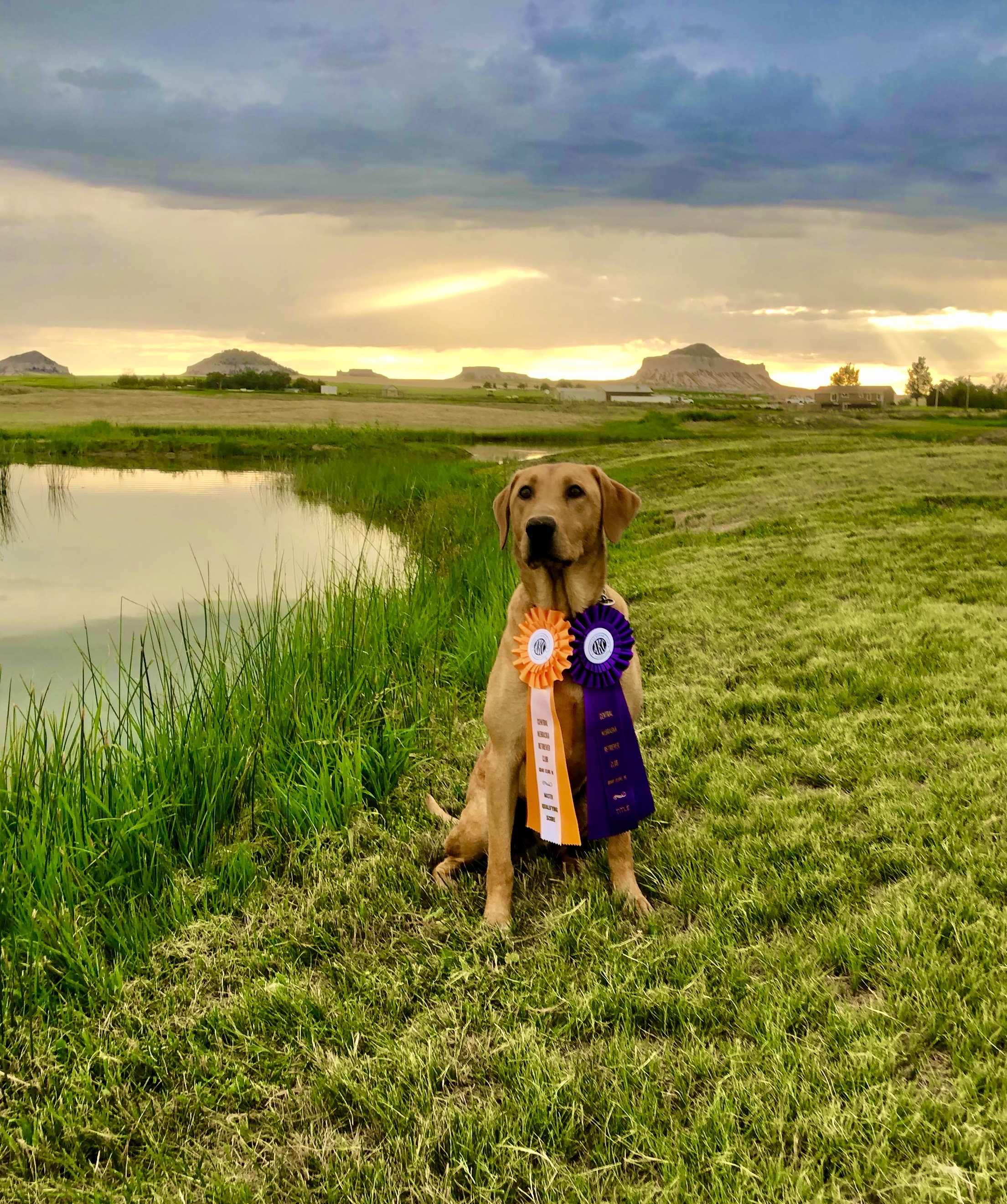 HRCH Uinta's Go Deep Cooper MH | Yellow Labrador Retriver