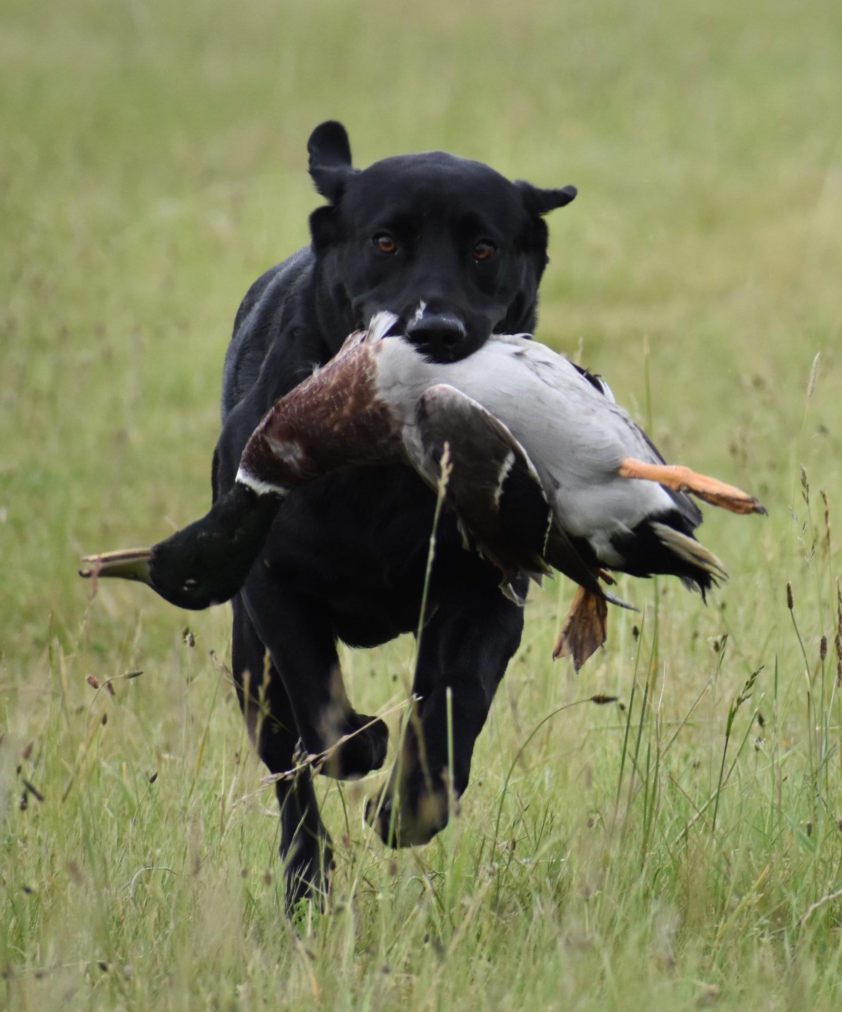 Battle Creek's Chief Of The Watch MH WCX | Black Labrador Retriver