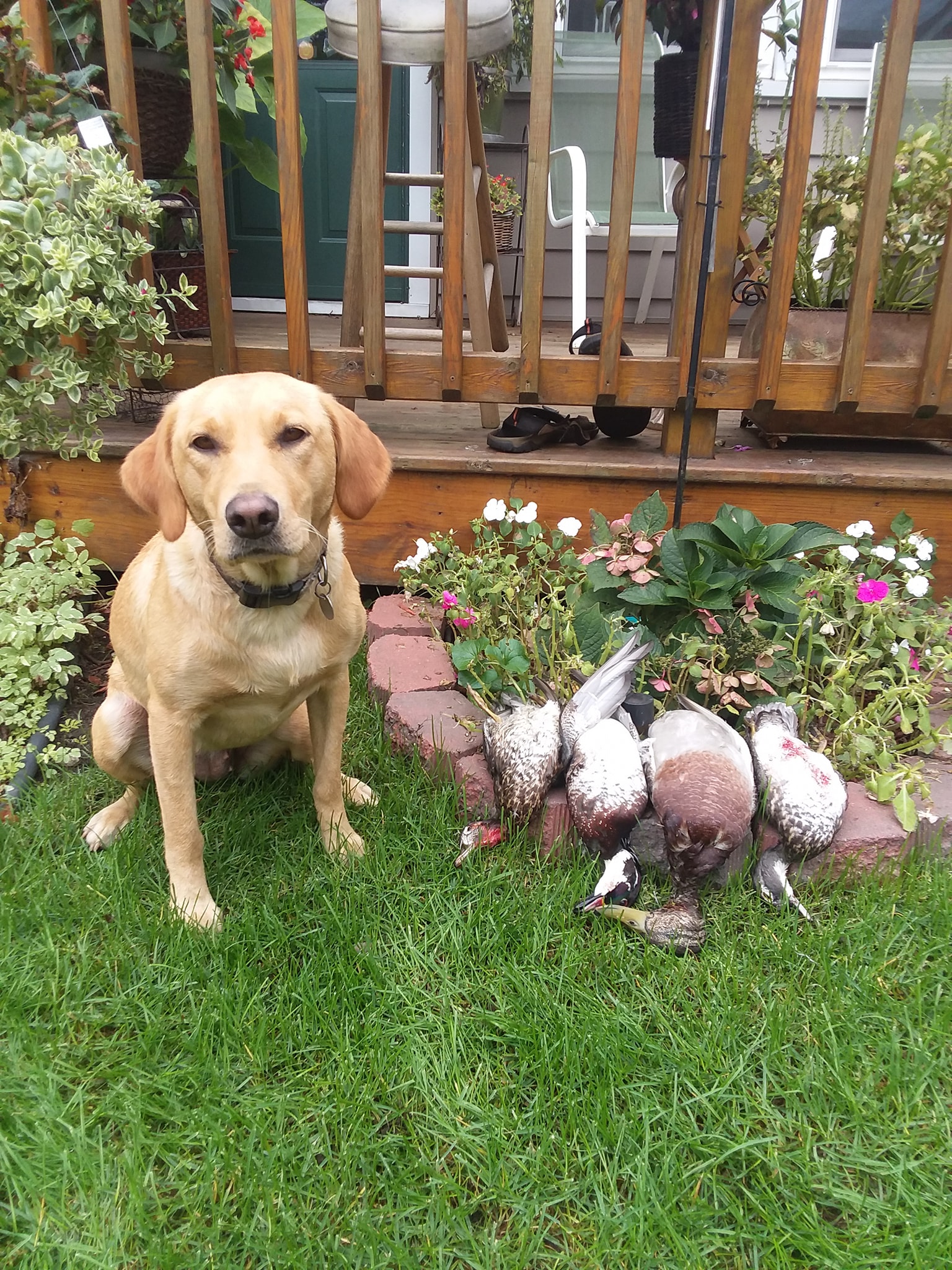 Cooperstown Graywings Backwater Legend | Yellow Labrador Retriver