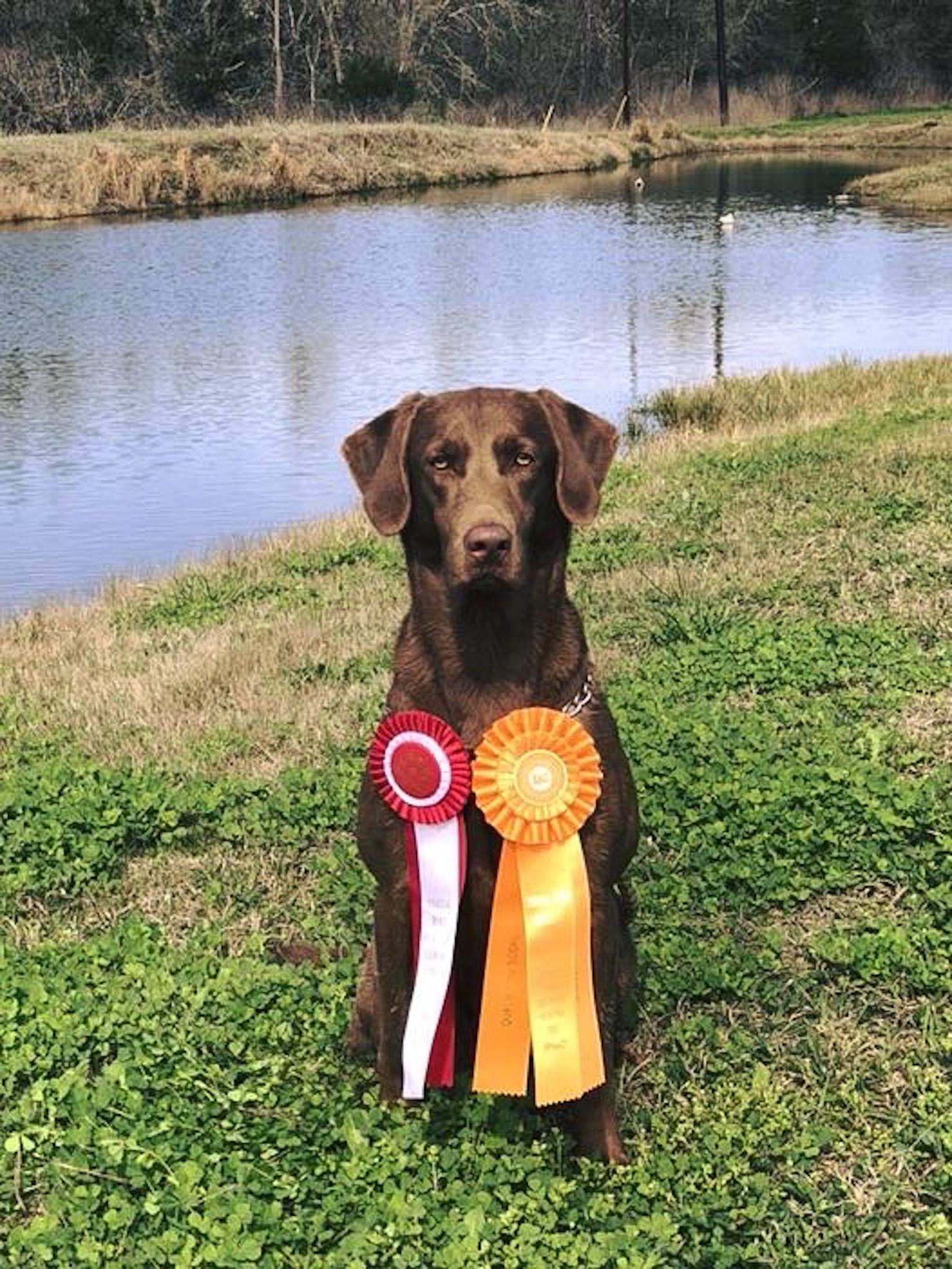 A Legend In Her Own Mind MH | Chocolate Labrador Retriver