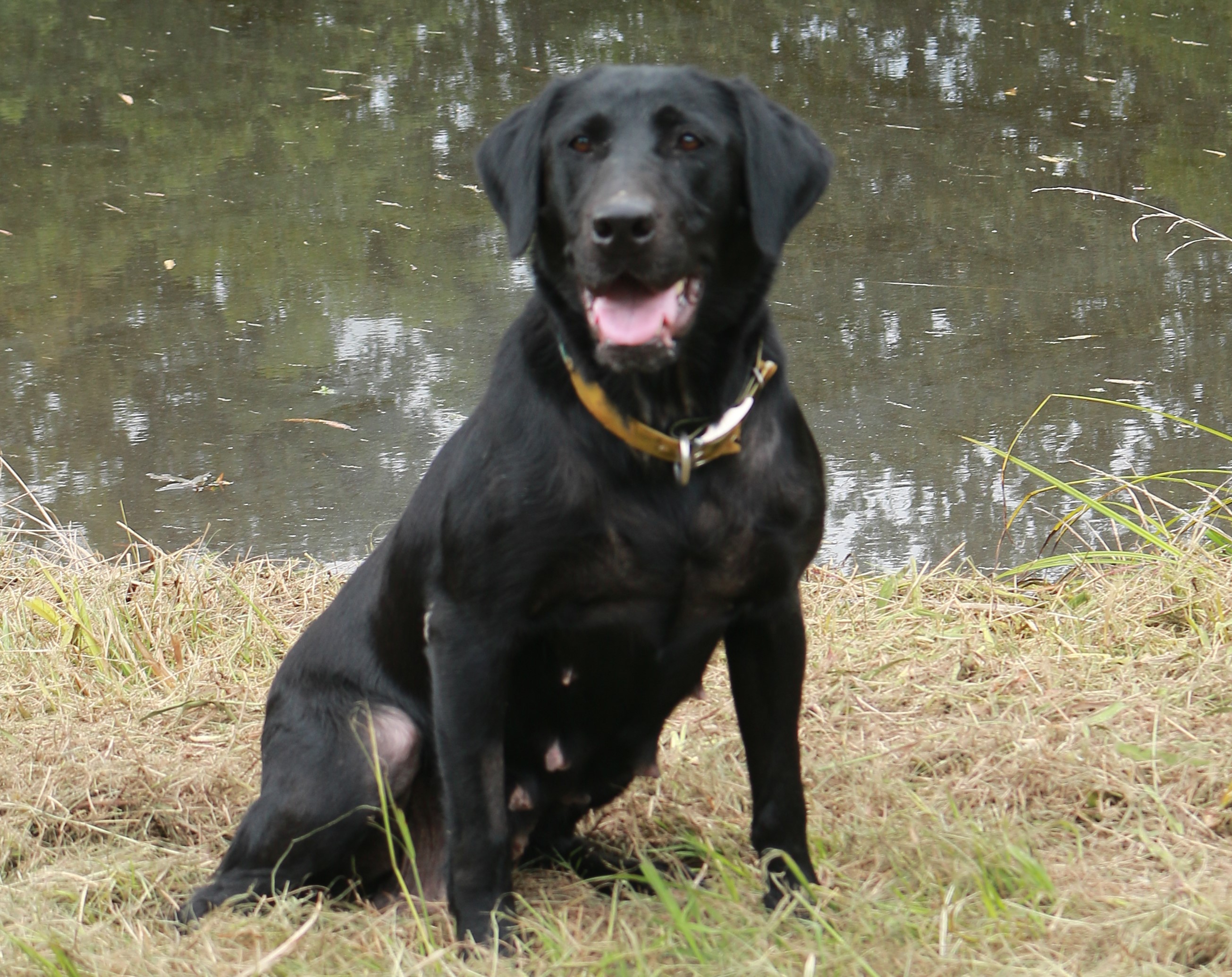 Deer Valley’s Natasha | Black Labrador Retriver