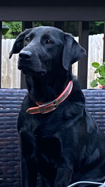 Hardscrabbles Cool Breeze Kota | Black Labrador Retriver