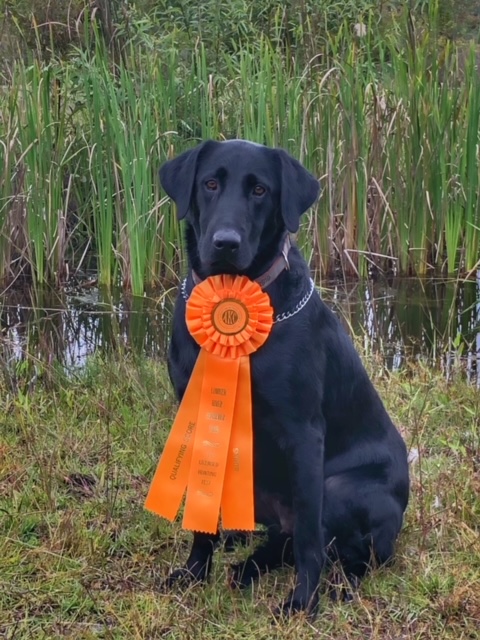 Jetta's Red White And Blue SH | Black Labrador Retriver