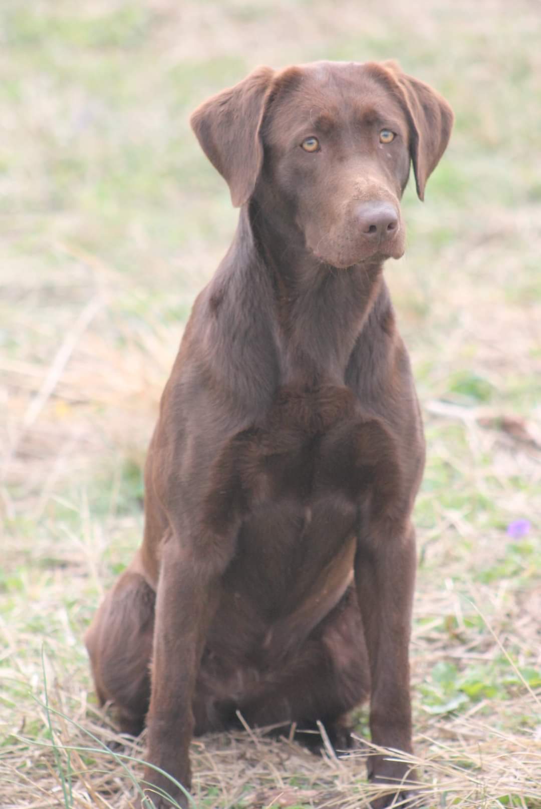 Tck's Gunpower And Lead | Chocolate Labrador Retriver