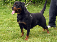 Ani vom hause Milacic | Rottweiler 