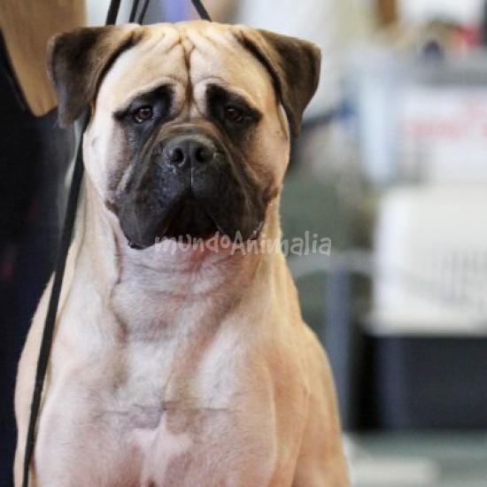 Baumhaus Aitor | Bullmastiff 