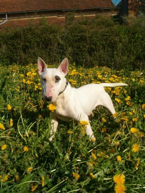 Ripley de la Harde aux sept Collines | Miniature Bull Terrier 