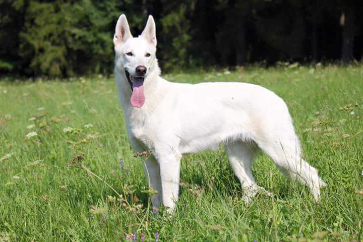 Beli vom Reinholdsberg | White Swiss Shepherd Dog 