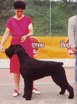 Stablemaster's Electric Lady | Giant Schnauzer 