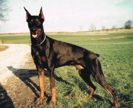 Iwo v. Treu | Black Doberman Pinscher