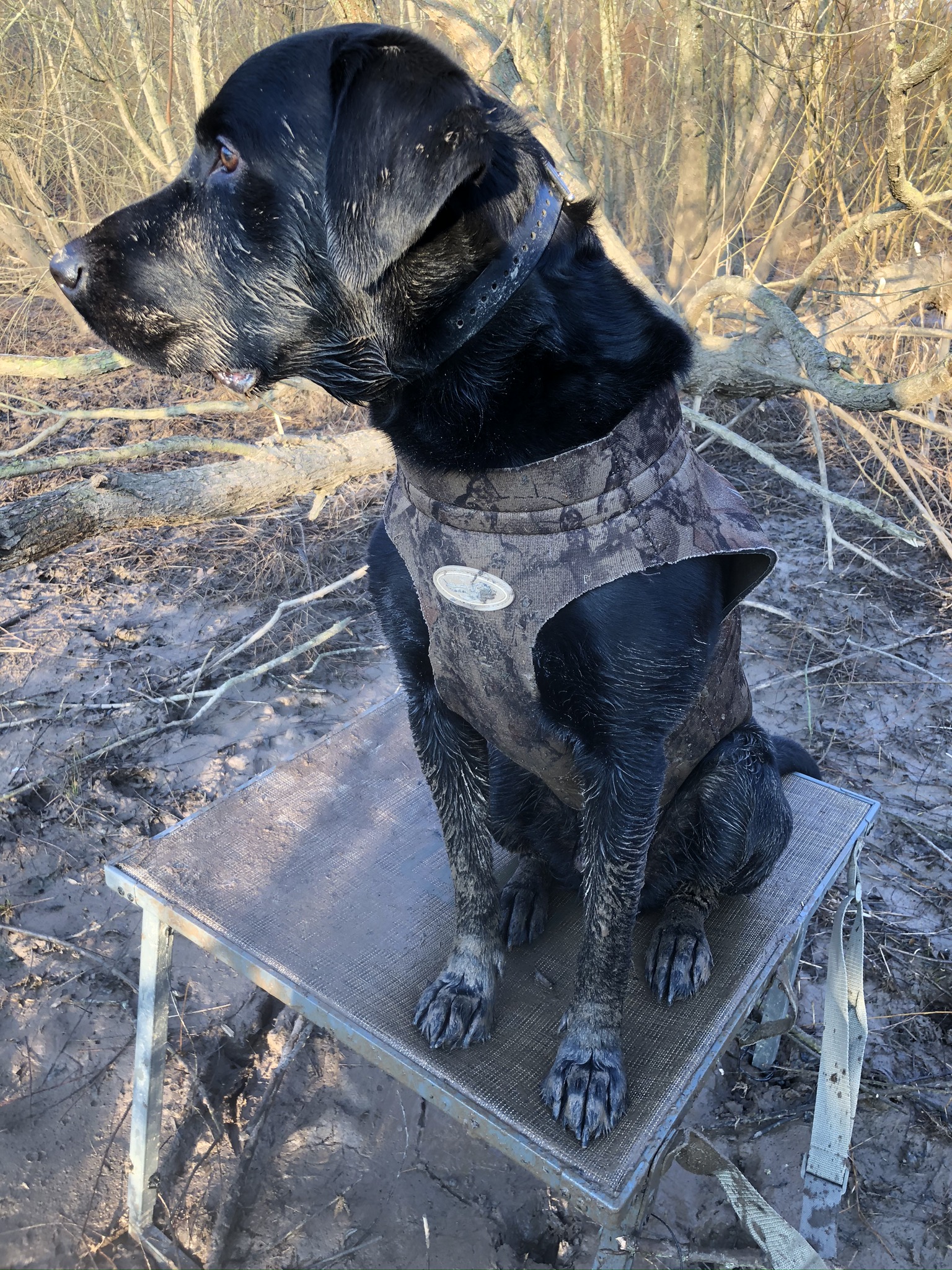 HR Crusin’ On A Black Jett | Black Labrador Retriver