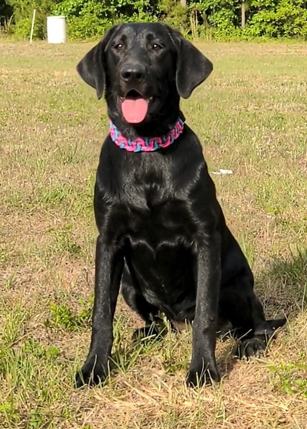 Riptide's What A Beach | Black Labrador Retriver