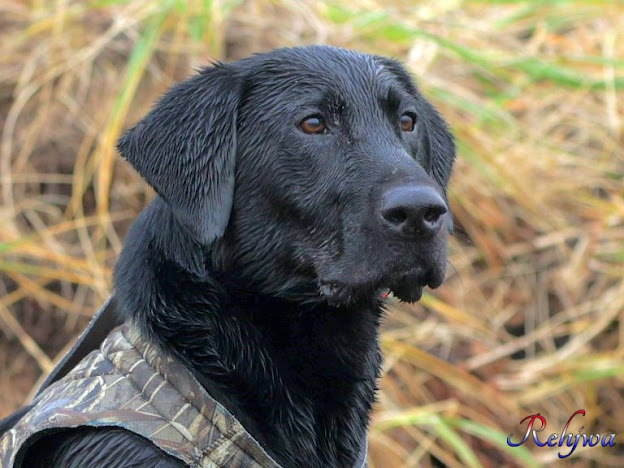 Gr8lnd Admiral Of The 49th Fleet SH | Black Labrador Retriver