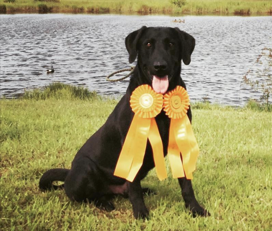 Gotta Be A Rajun Cajun Because I’m Blind MH | Black Labrador Retriver