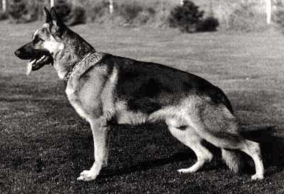 Reza von der Wienerau | German Shepherd Dog 