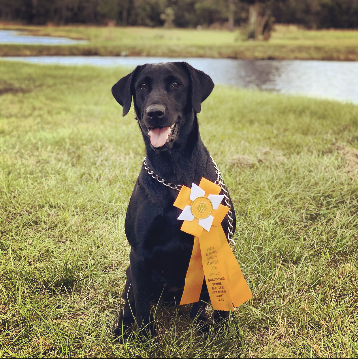 Miss Lily Bell's XXX Barrell Smoke Beauty | Black Labrador Retriver