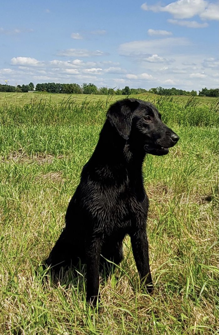 Rush | Black Labrador Retriver