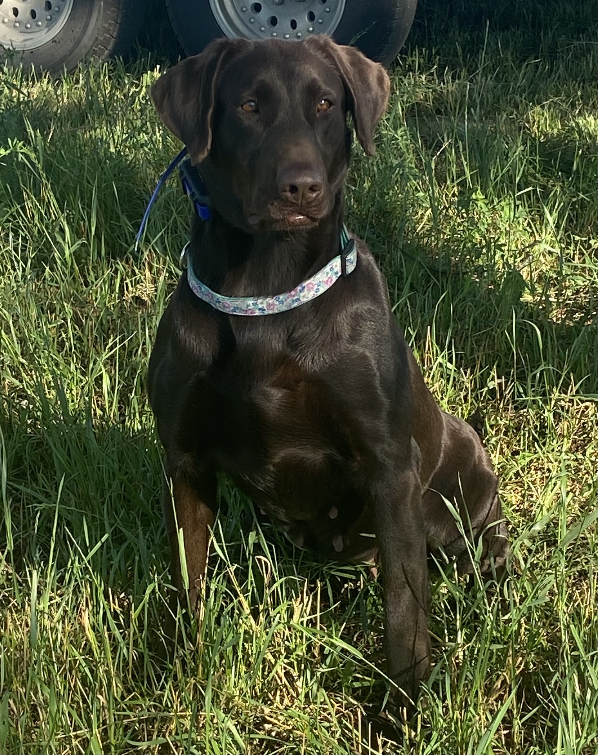 HR Chisholm Trail Miss November Jeter | Chocolate Labrador Retriver