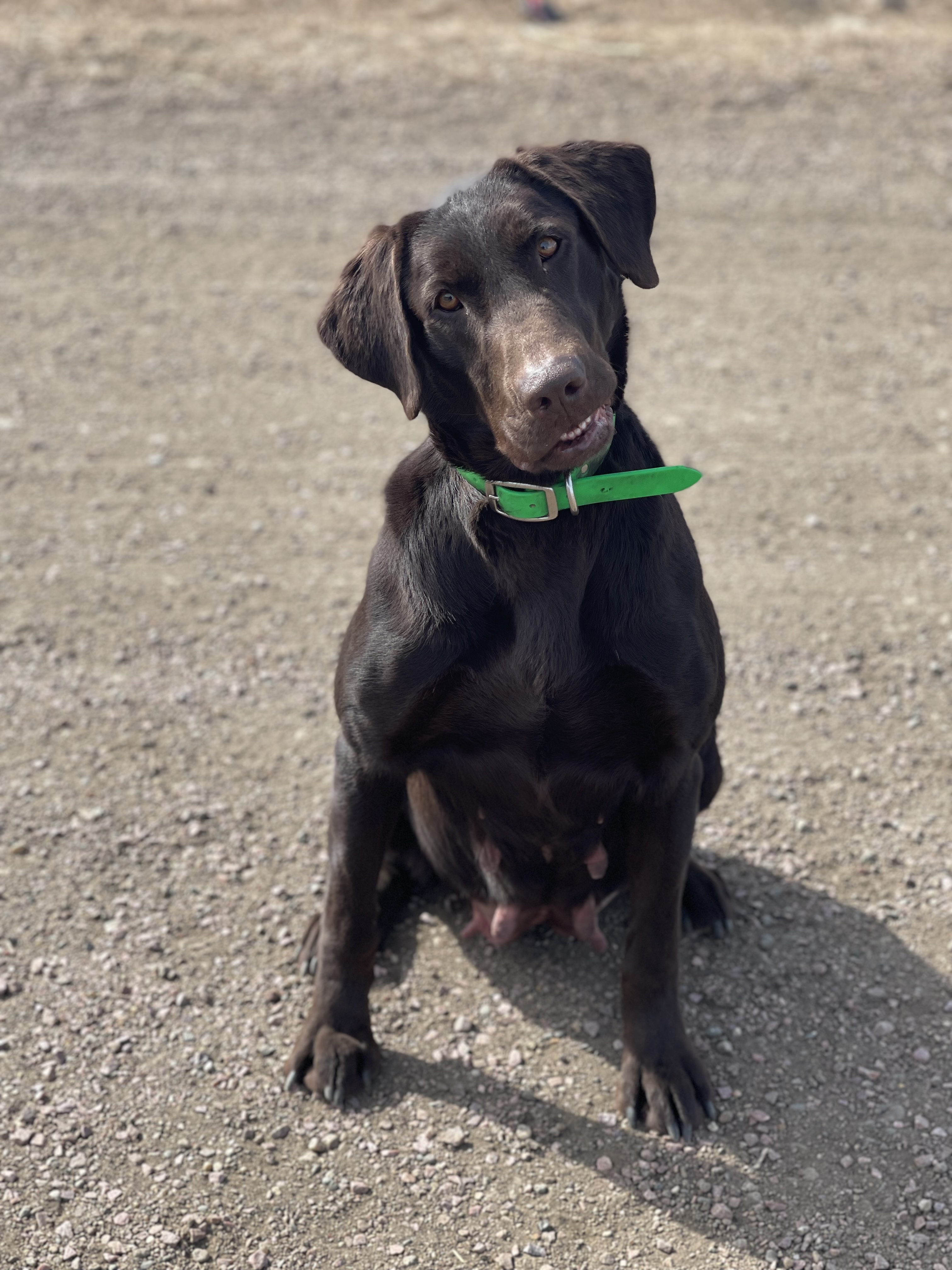 HR Chisholm Trail Miss November Jeter | Chocolate Labrador Retriver