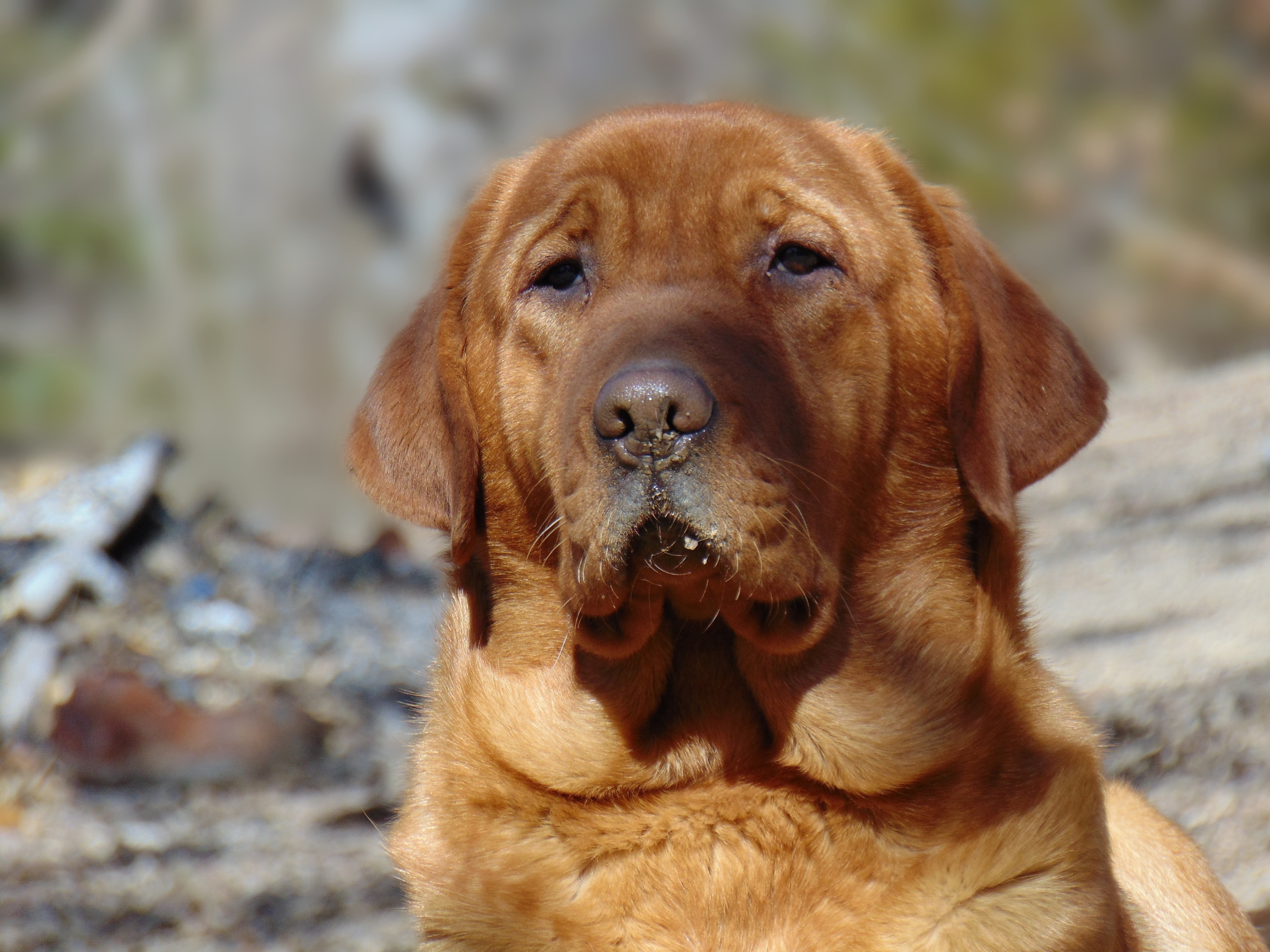 Enid's Zingiber Officinale | Yellow Labrador Retriver