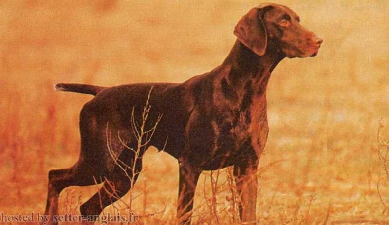 Guiness | German Shorthaired Pointer 