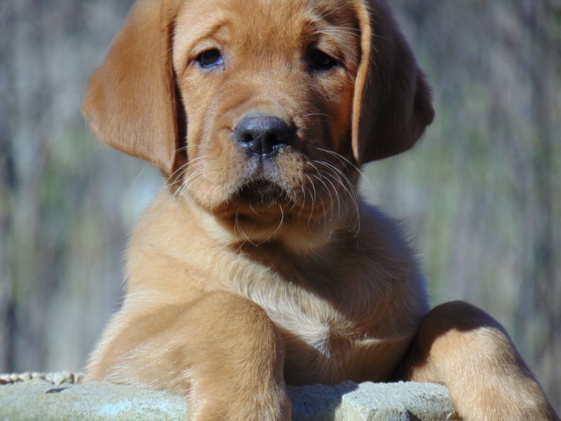 Enid's Zingiber Officinale | Yellow Labrador Retriver