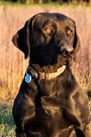 Brensue's Highpoint Viking Salute | Black Labrador Retriver