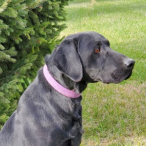 Brensue's Highpoint Viking Salute | Black Labrador Retriver