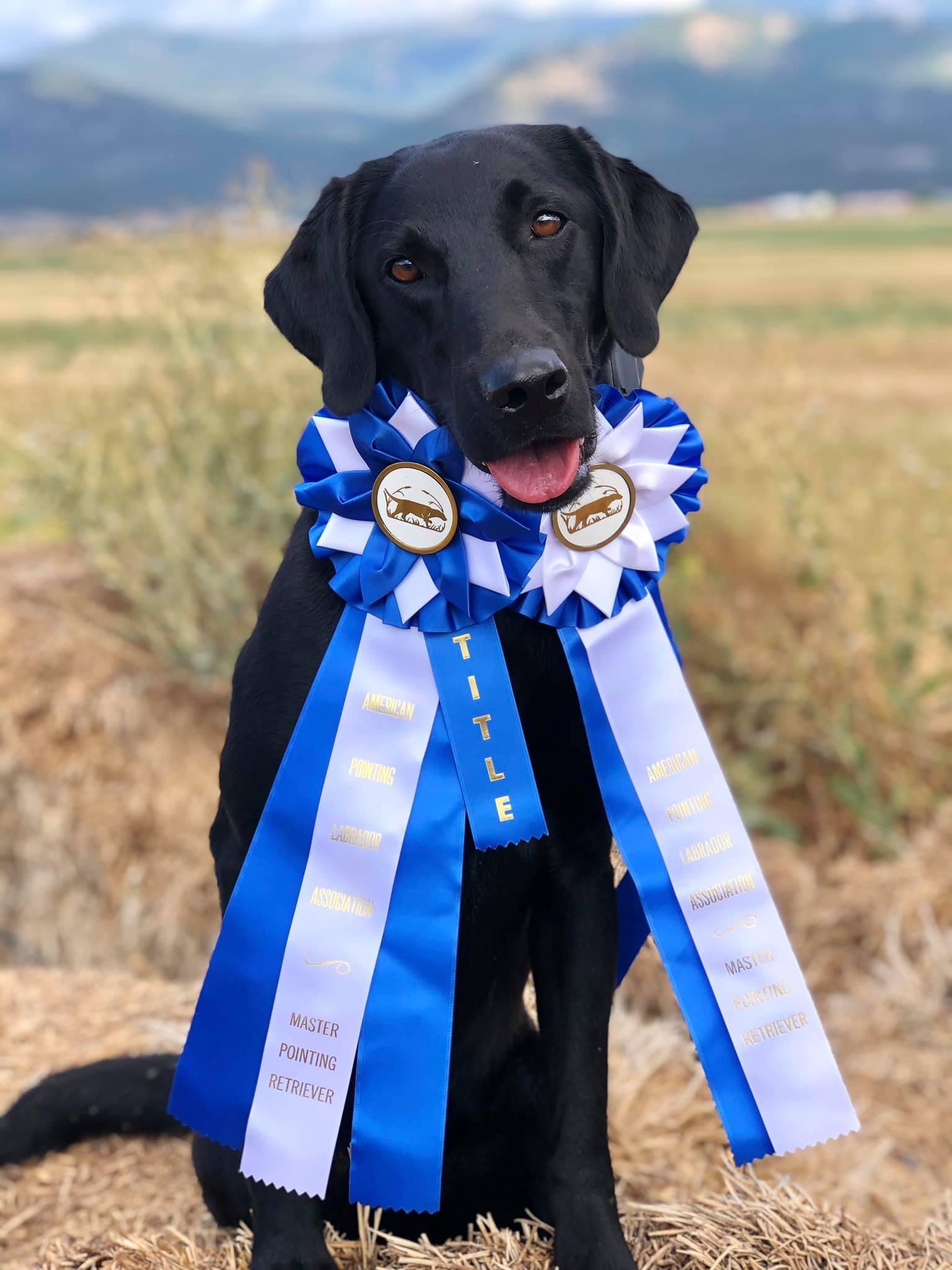 1.5xGMPR HRCH  Runnin’s Lil Sweedie Just Cause MH (2021 AKC Master National Qualifier) | Black Labrador Retriver