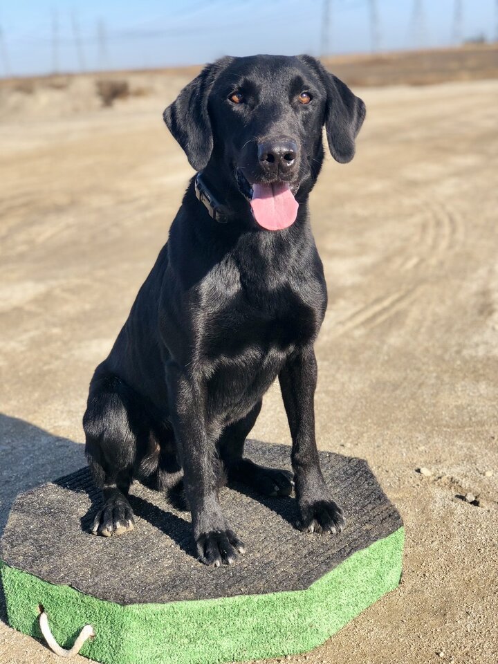 Runnin’s Rattlinridge Gentleman Jack | Black Labrador Retriver