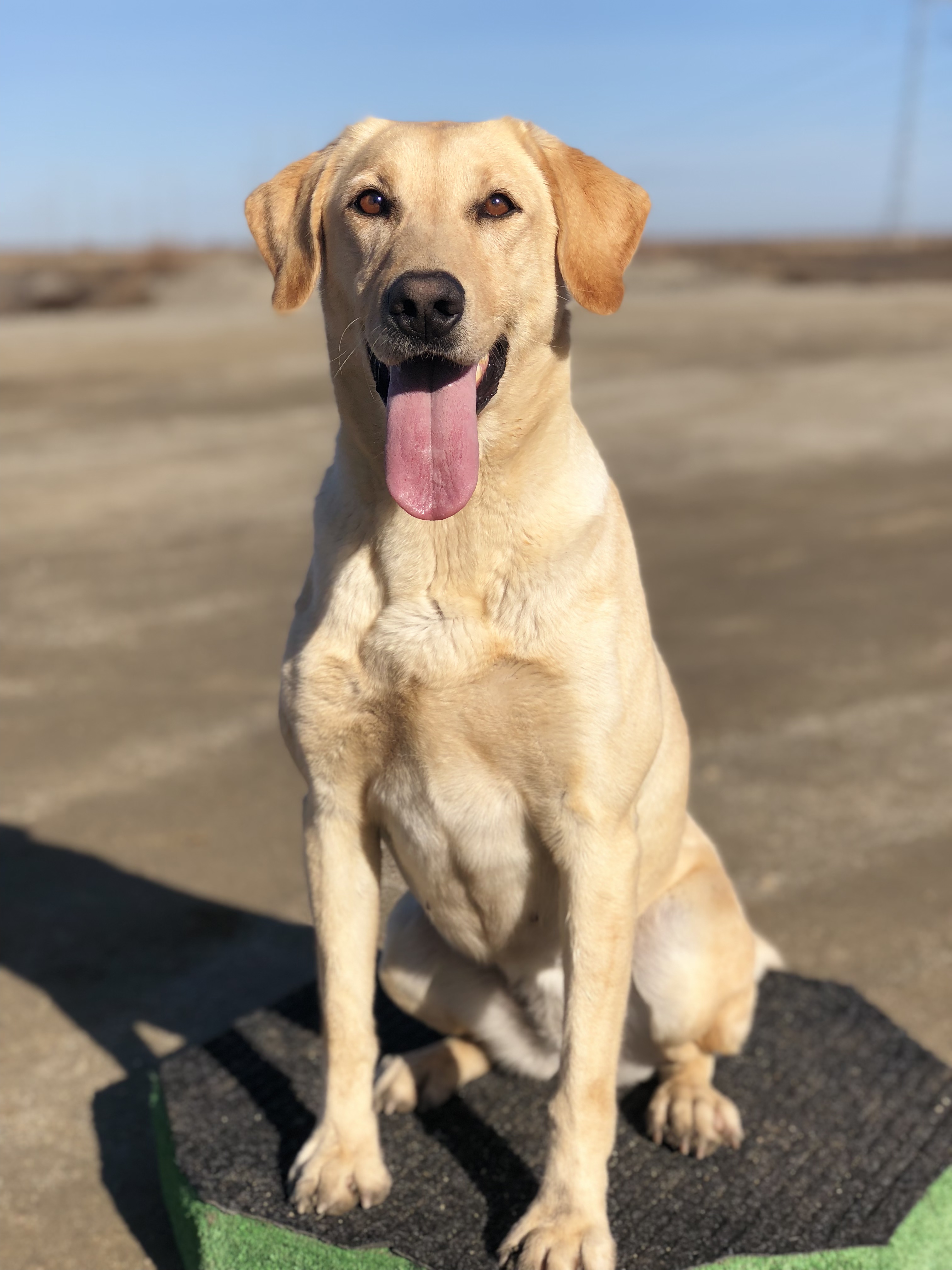 Runnin’s Just Cause | Yellow Labrador Retriver