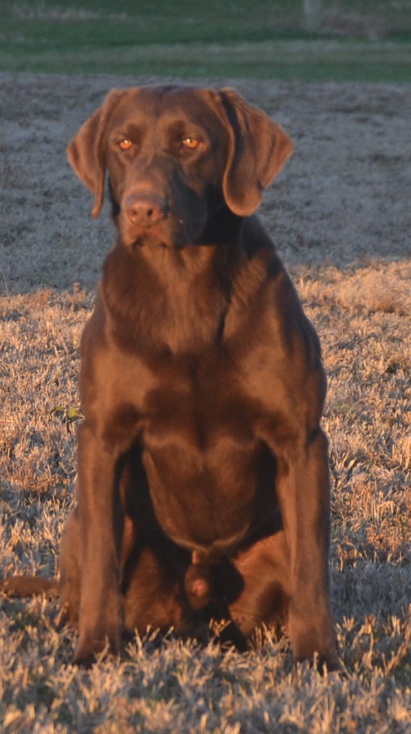 HRCH Banners Drop The Mic It's All Over | Chocolate Labrador Retriver