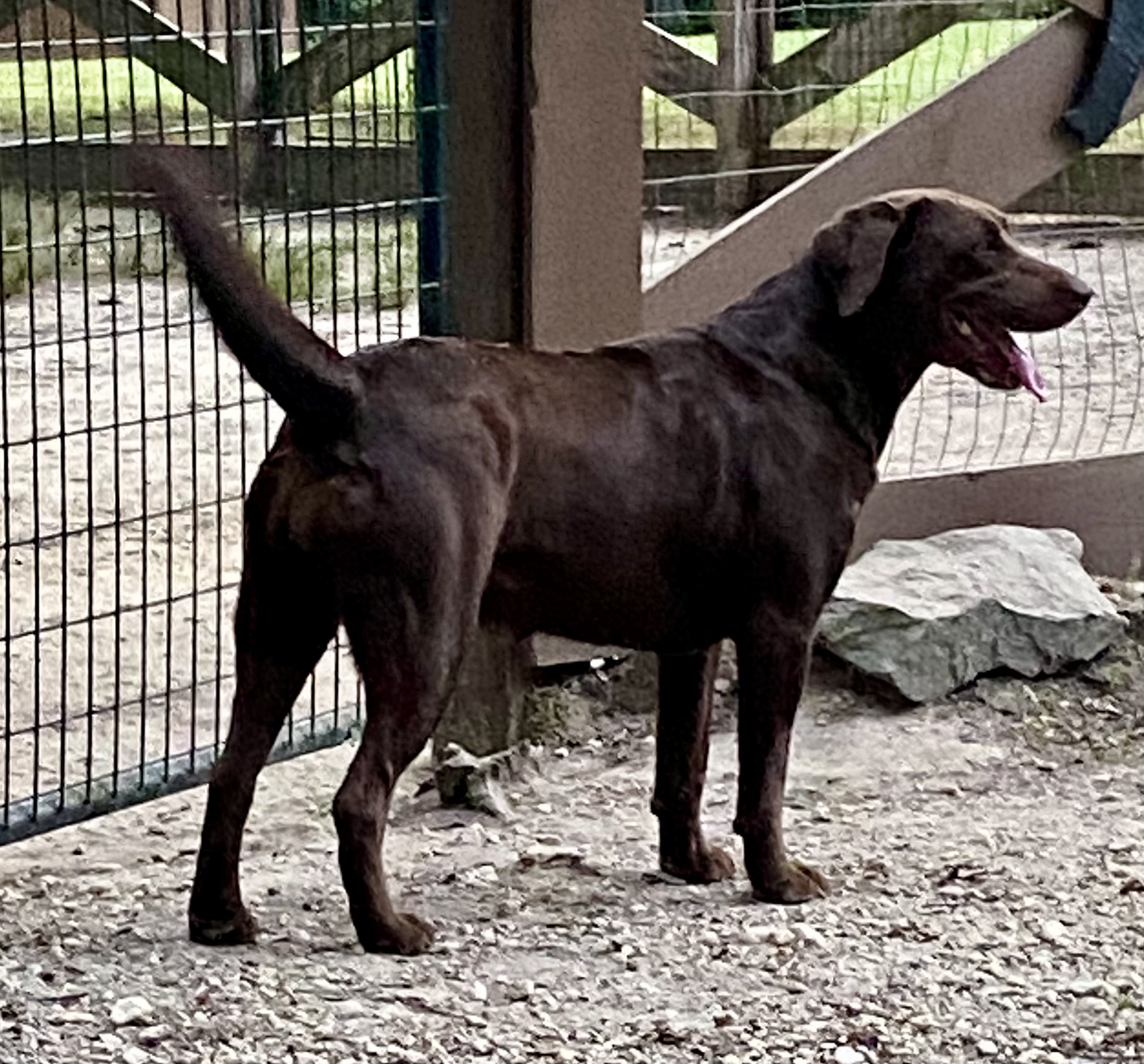 Laurel Cliff’s On The Dark Side | Chocolate Labrador Retriver