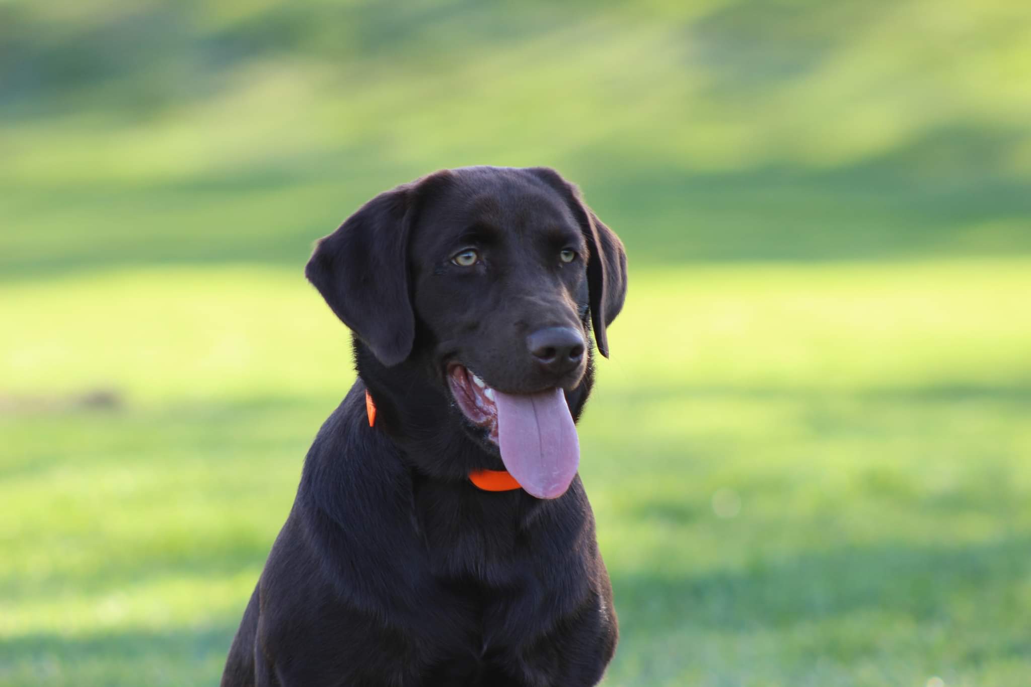 Sweet Chocolate Mousse Cake | Chocolate Labrador Retriver