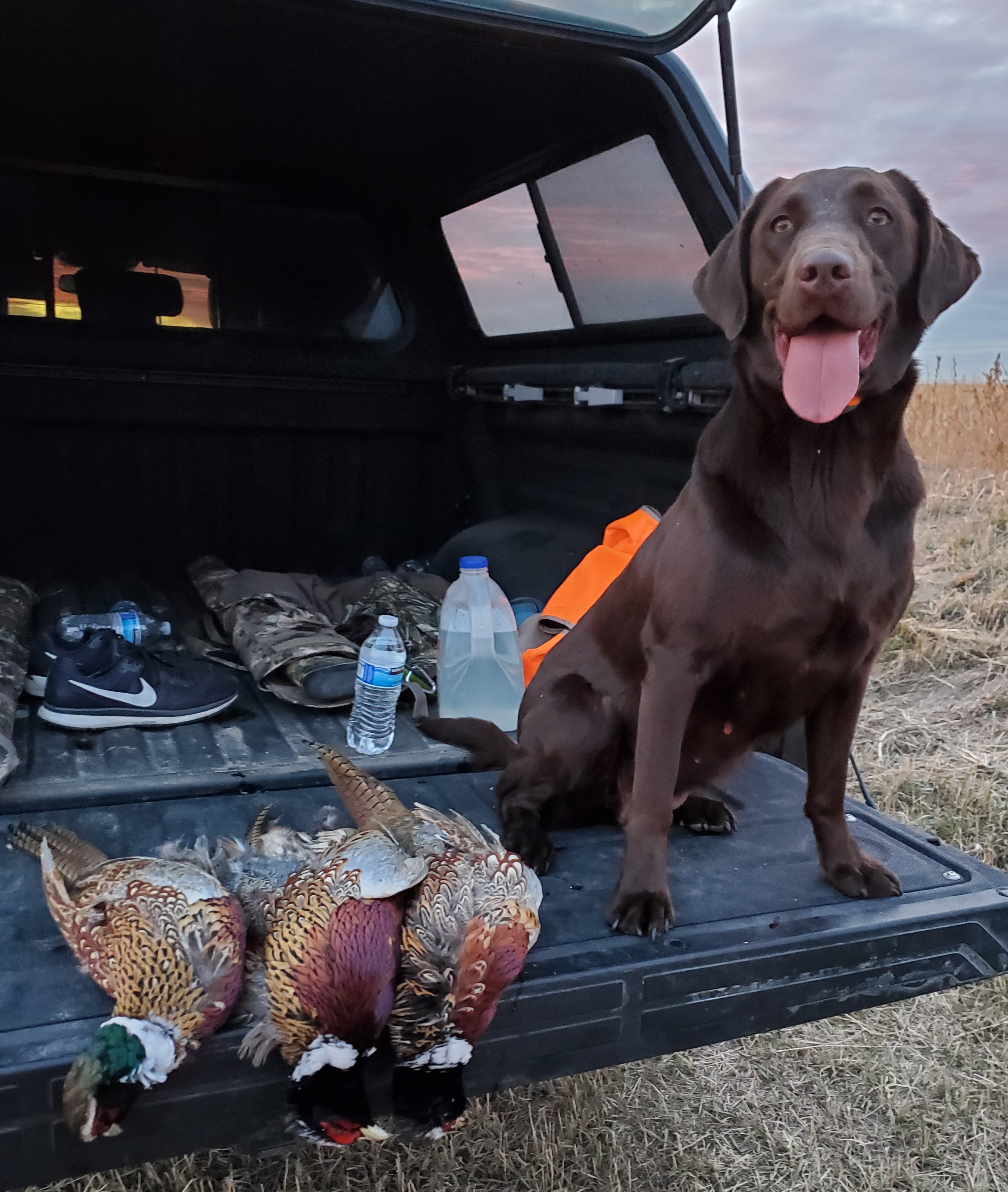 Sweet Chocolate Mousse Cake | Chocolate Labrador Retriver