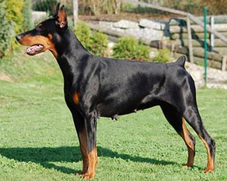 Come as you are Oksana | Black Doberman Pinscher