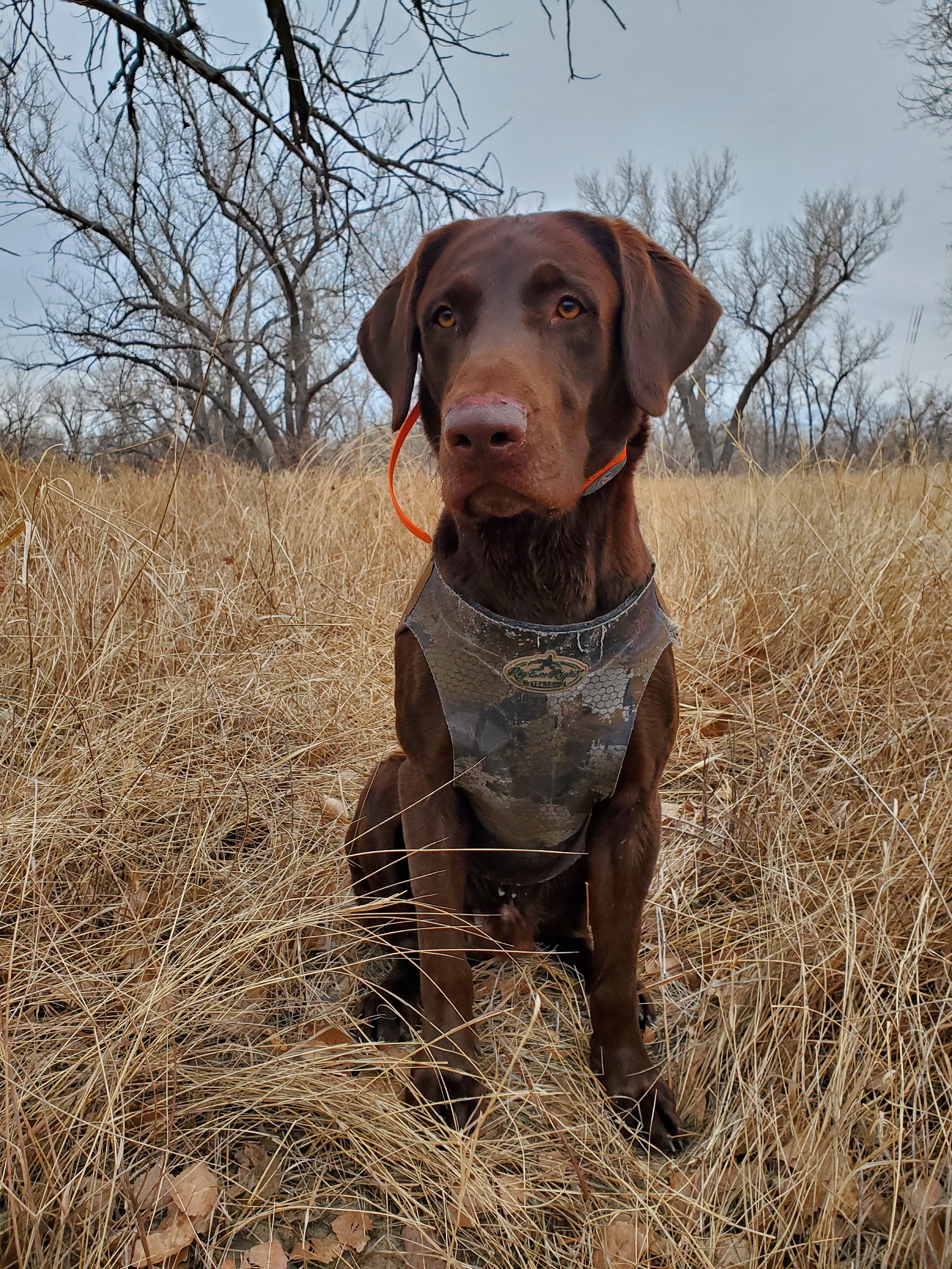 Grizzly Bear Of The Rockies | Chocolate Labrador Retriver