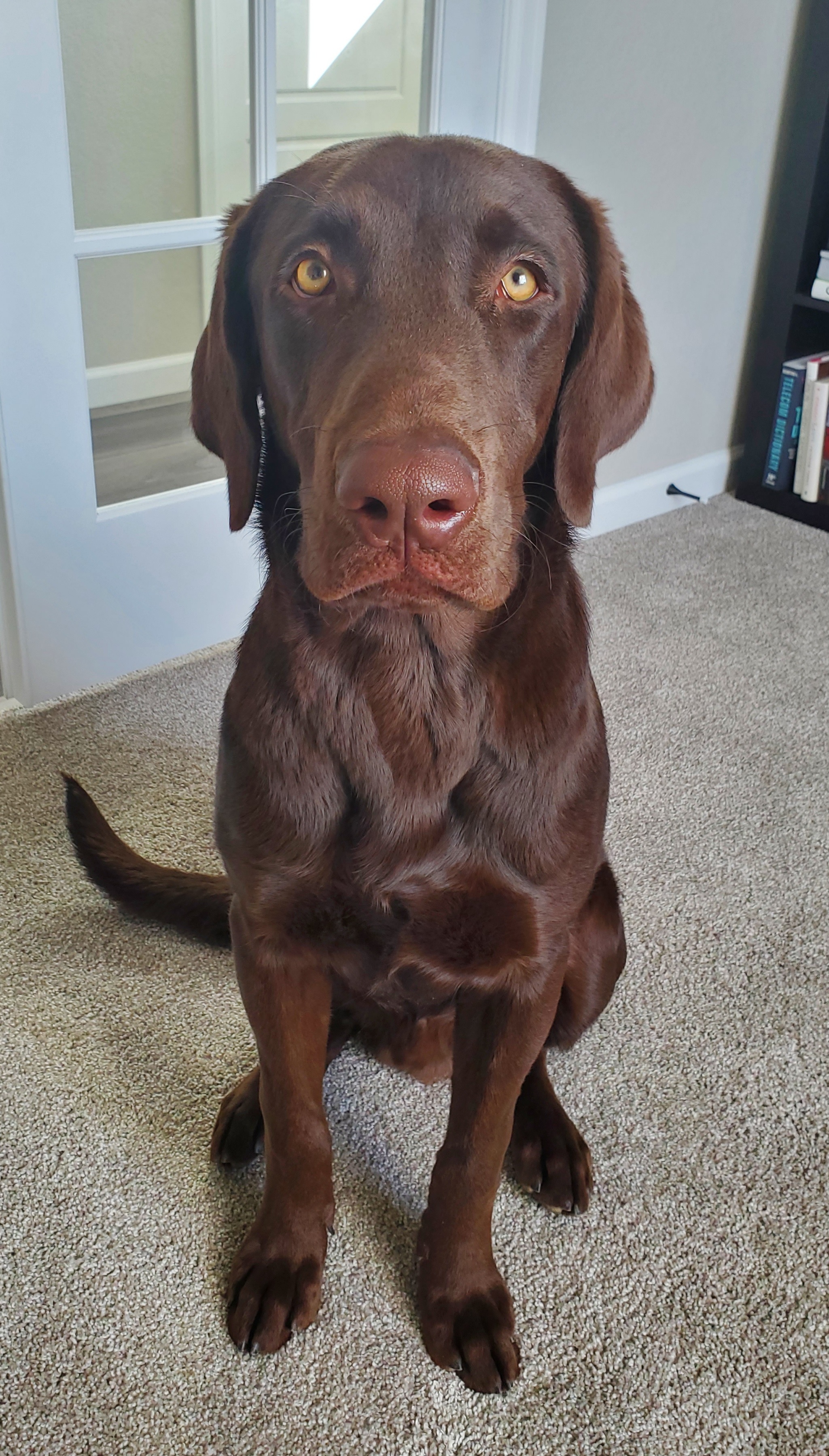 Grizzly Bear Of The Rockies | Chocolate Labrador Retriver