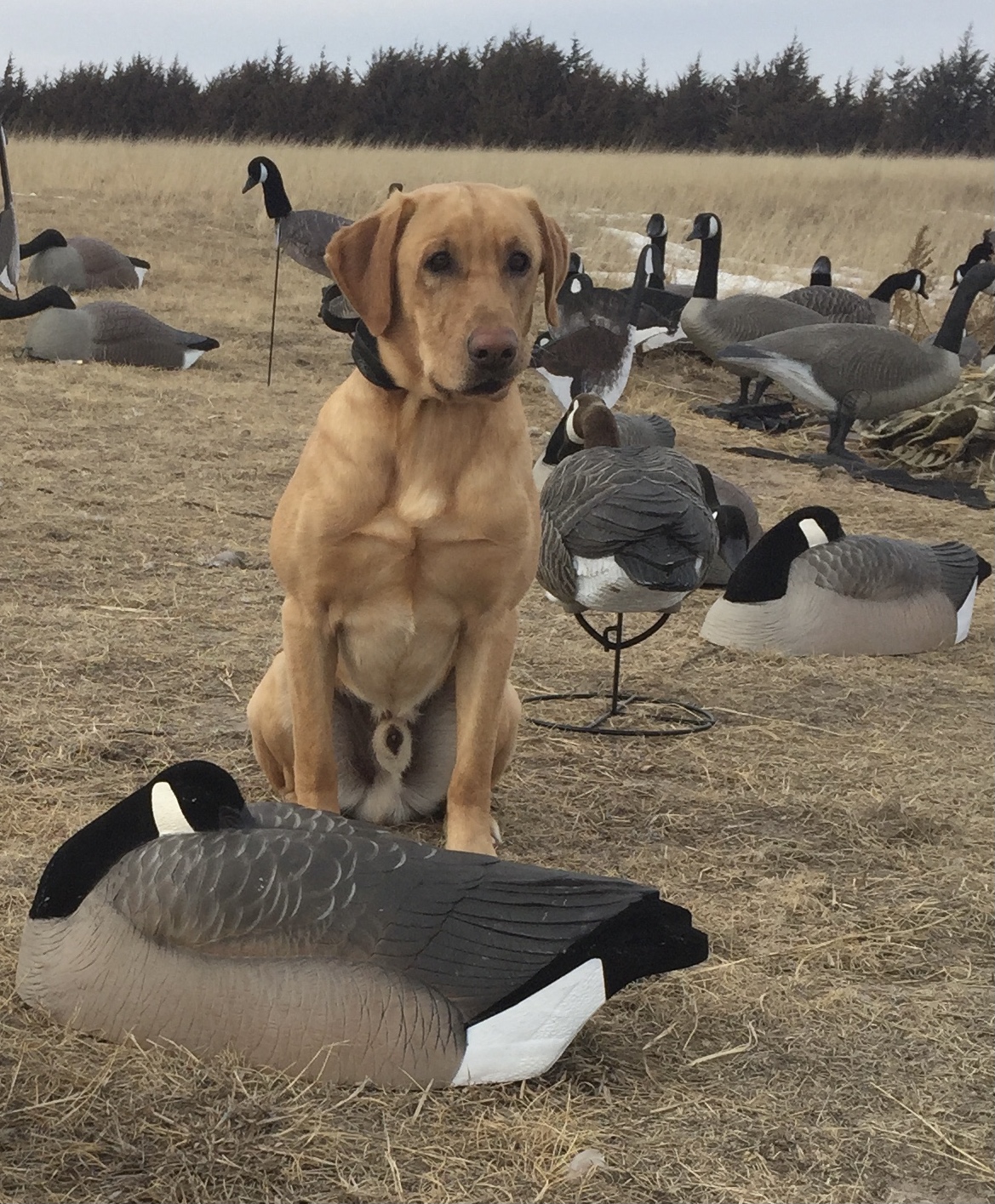 HRCH Duckdawgs Riverdocious MH | Yellow Labrador Retriver