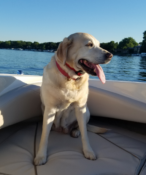 Tewes' Babydoll Maggie | Yellow Labrador Retriver