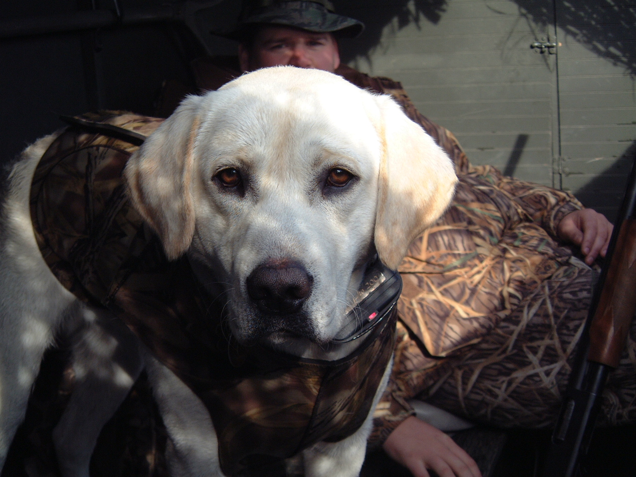 Drake's Fowl Play | Yellow Labrador Retriver