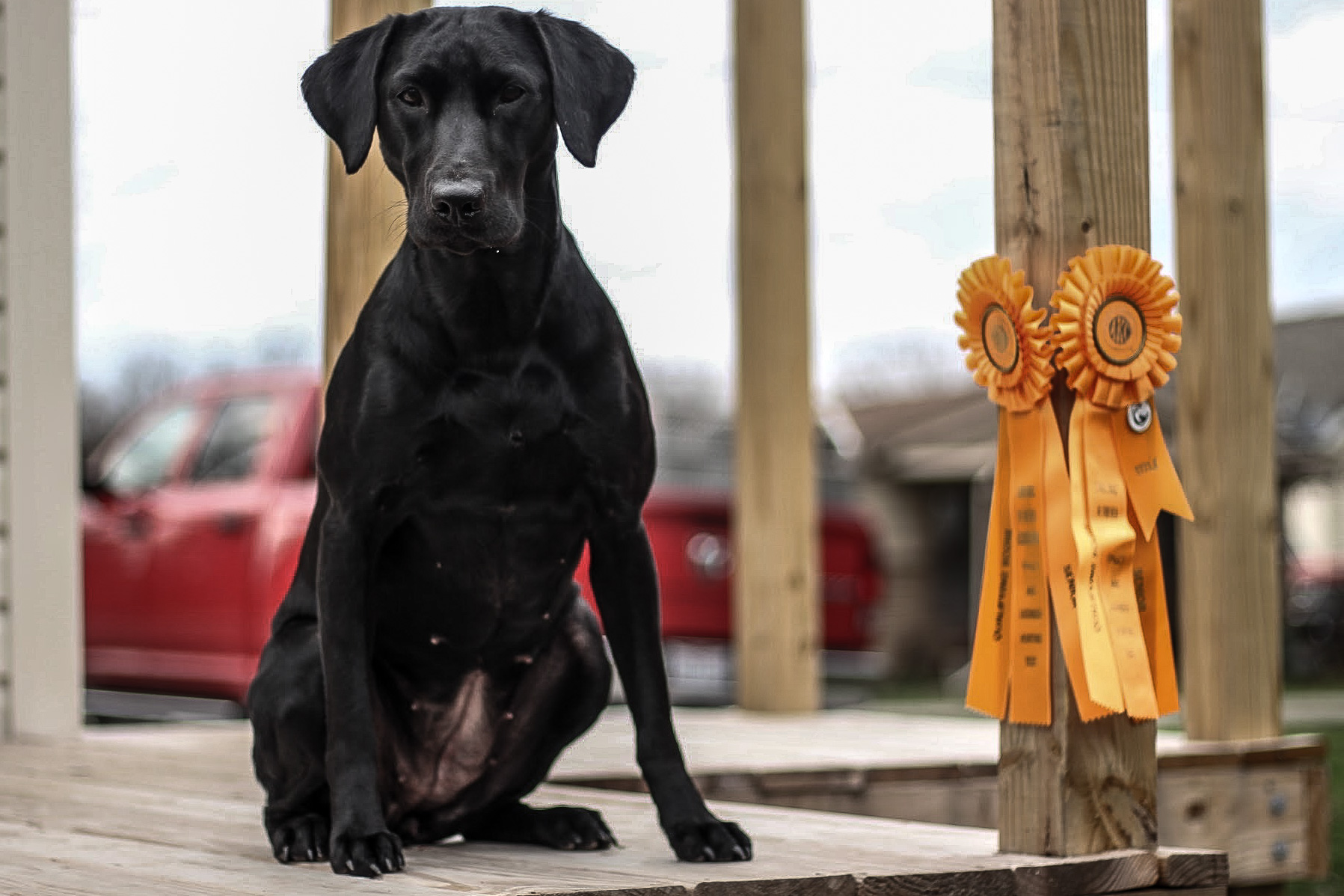 Riptide’s Appalachain Annie SH | Black Labrador Retriver