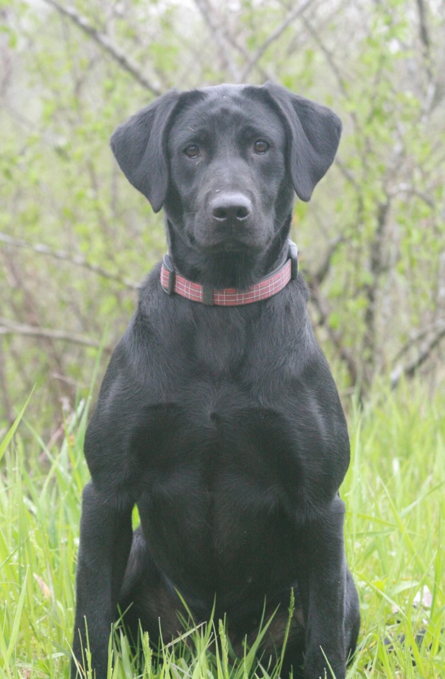 HRCH Kingseeds Maggie Mae Moore MH | Black Labrador Retriver