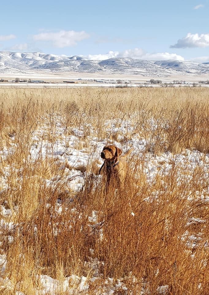 Pine Canyon's Zeus Of All Trades | Yellow Labrador Retriver