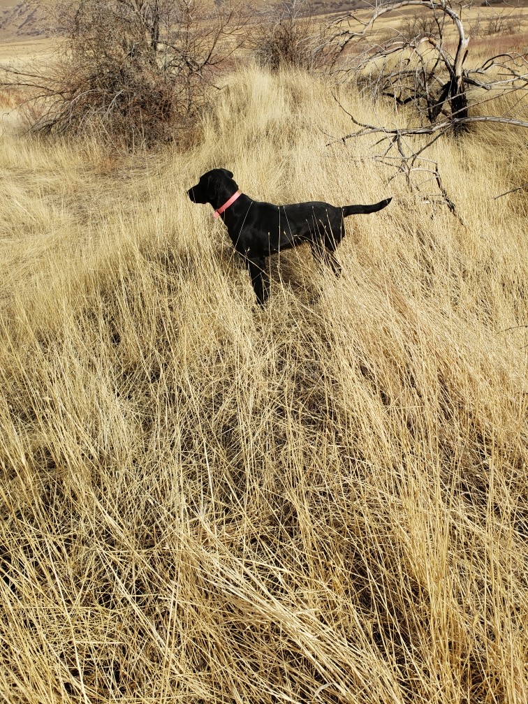 Pine Canyon Labs Mistress Maia | Black Labrador Retriver