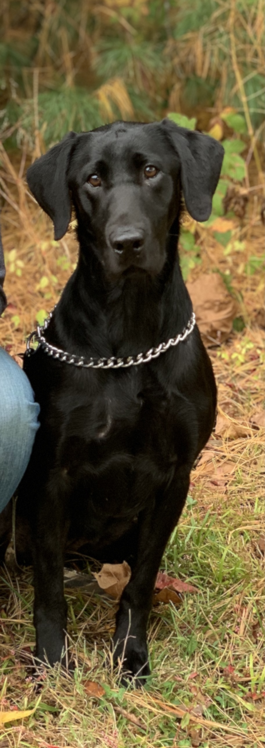 Five Star Patton's & Texas Troubador Little Pistol | Black Labrador Retriver